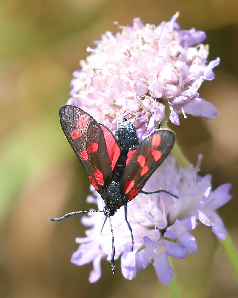 Six-spotted burnet moth